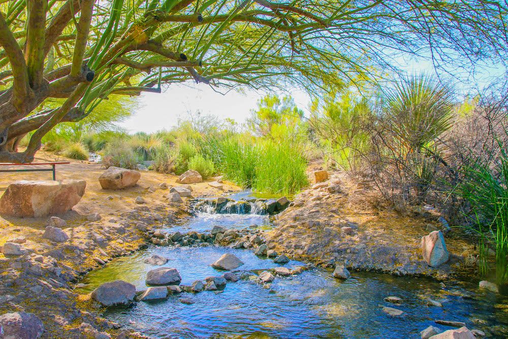 Medicinal Plant Walk: Gilbert Riparian Preserve 