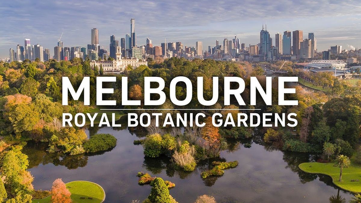 Great Dane Lovers On-Leash Walk | Royal Botanical Gardens | Melbourne City