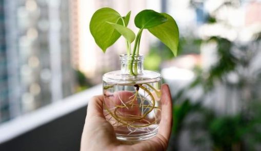 Celebrate Earth Day with Indoor Plants