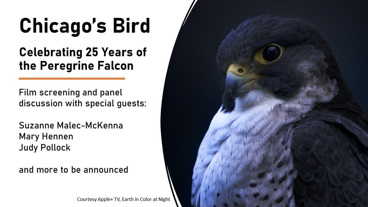 Chicago's Bird: celebrating 25 years of the Peregrine Falcon