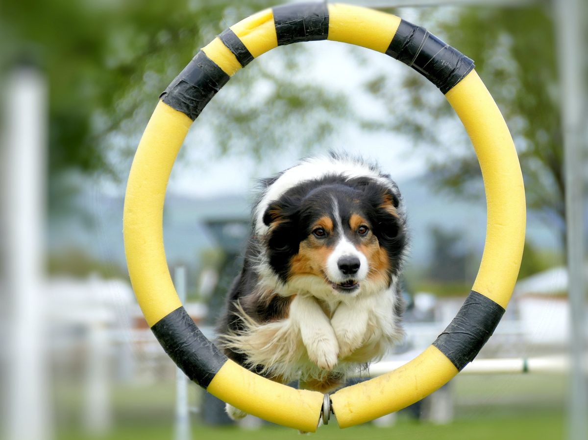 Agility for Beginners