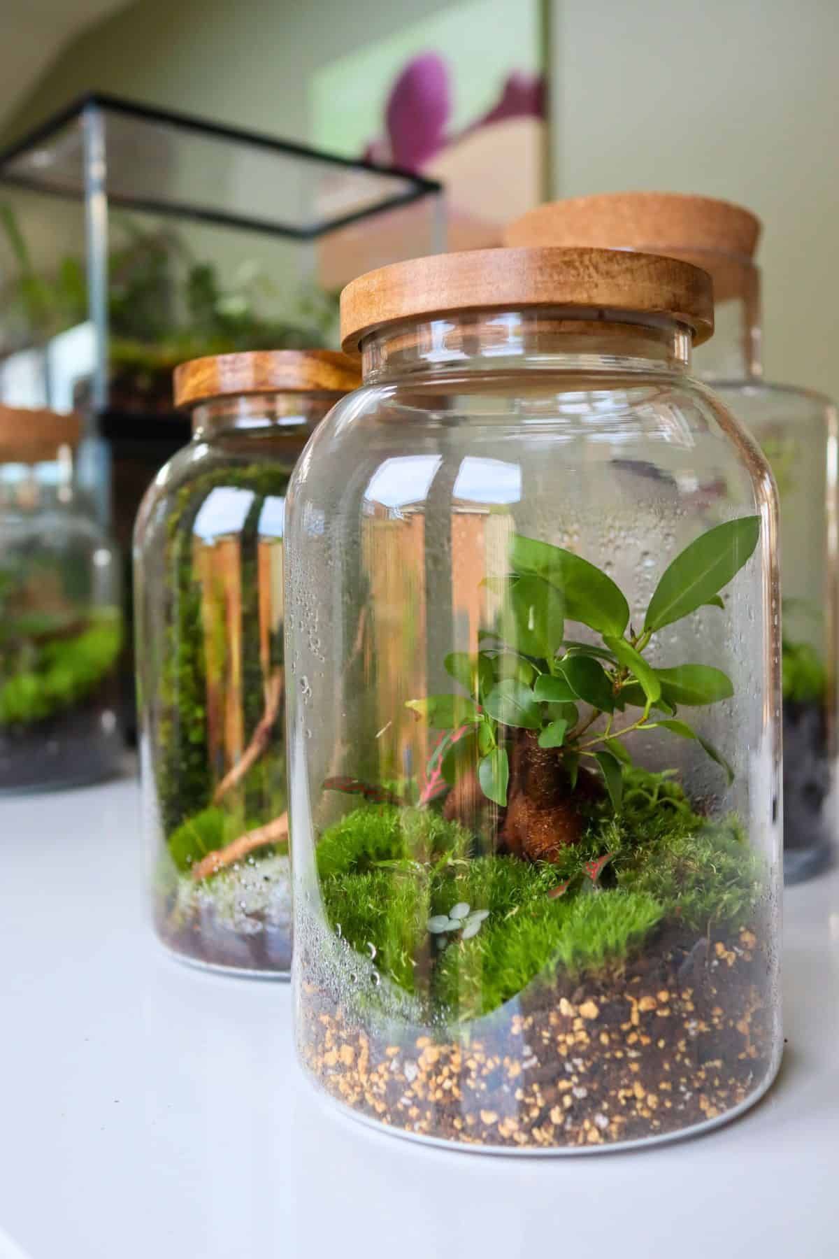 Terrarium Workshop at Middleton Market