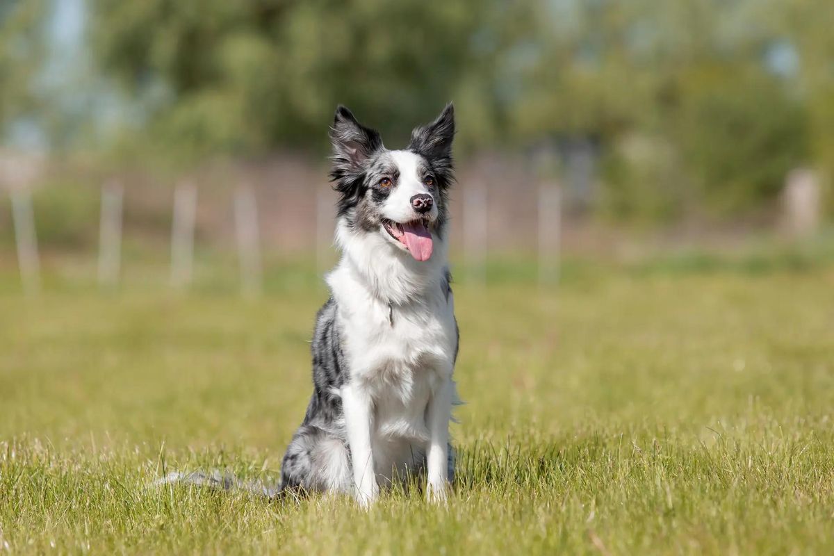 Workshop: Leer honden hierkomen als een raket