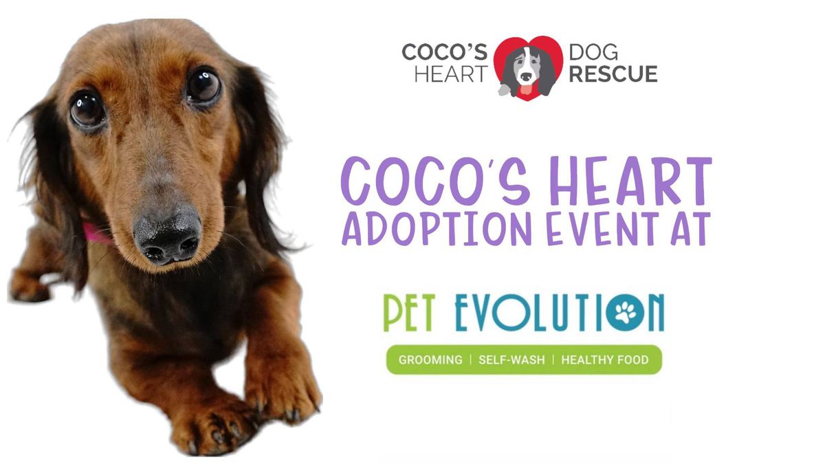 Adoption Event at Pet Evolution- Woodbury 