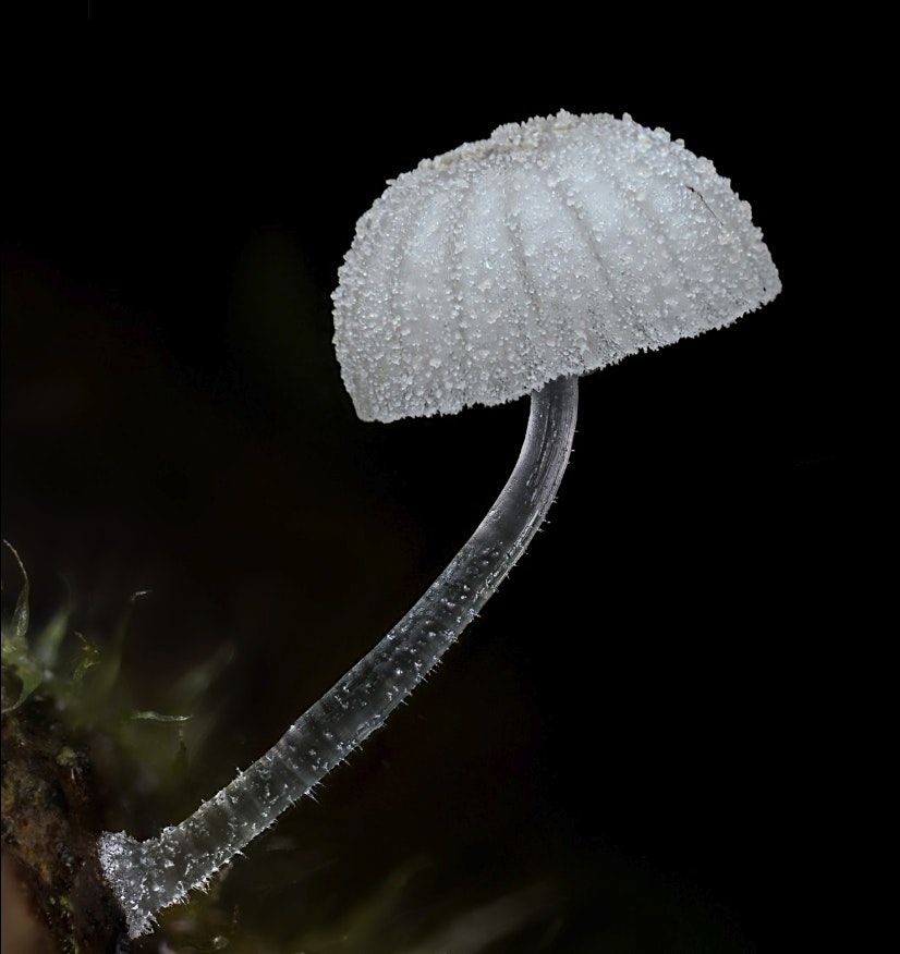 High Tech Tools For Modern Foragers w Mycologist Alan Rockefeller