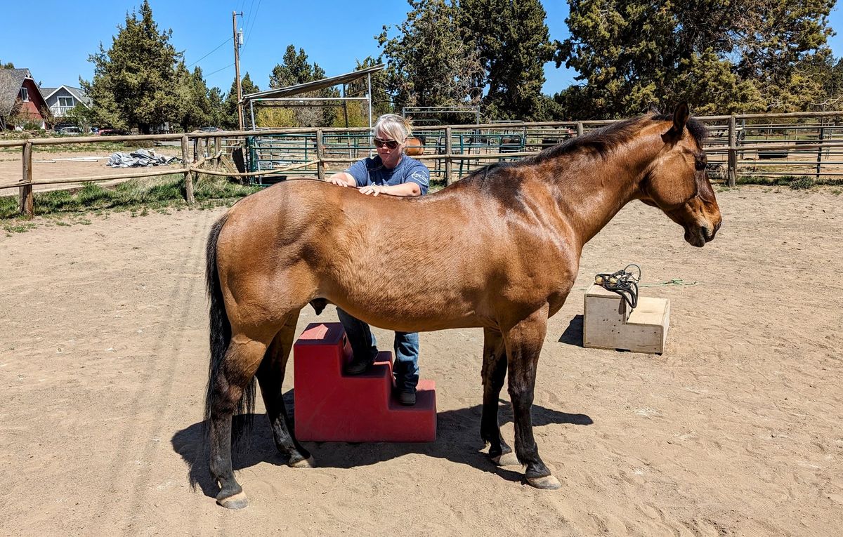 Introduction to Equine Massage