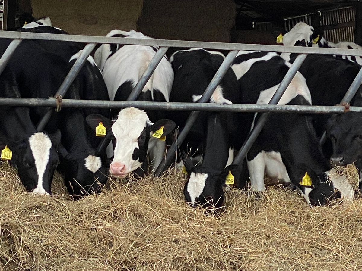 Wednesday Wellie Walks 