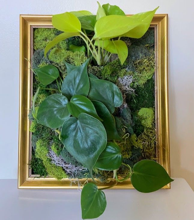 Living Plant and Moss Frame