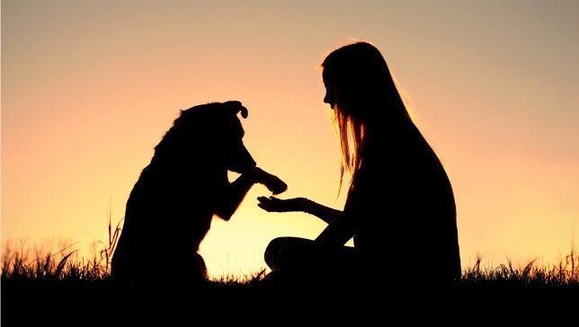 Paws & Reset  - Human & Canine Wellbeing, 3  sessions 