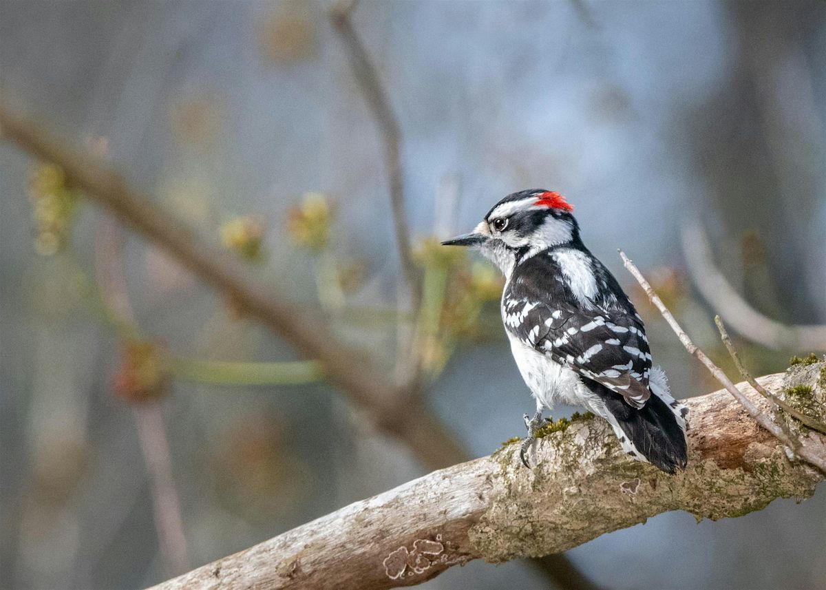 eBird: An Introduction