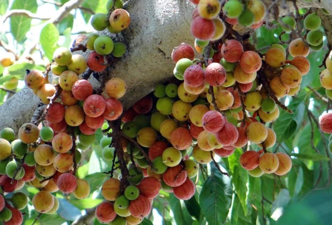 Free Walk & Talk - Bushfoods & Biodiversity of SEQ