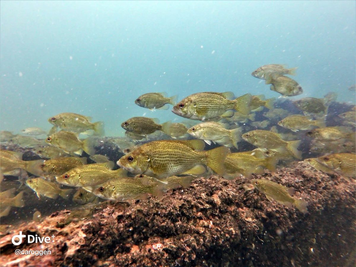 Backbones Underwater: Frequently Encountered Fish, and a Few Herps, in the Michigan Waters