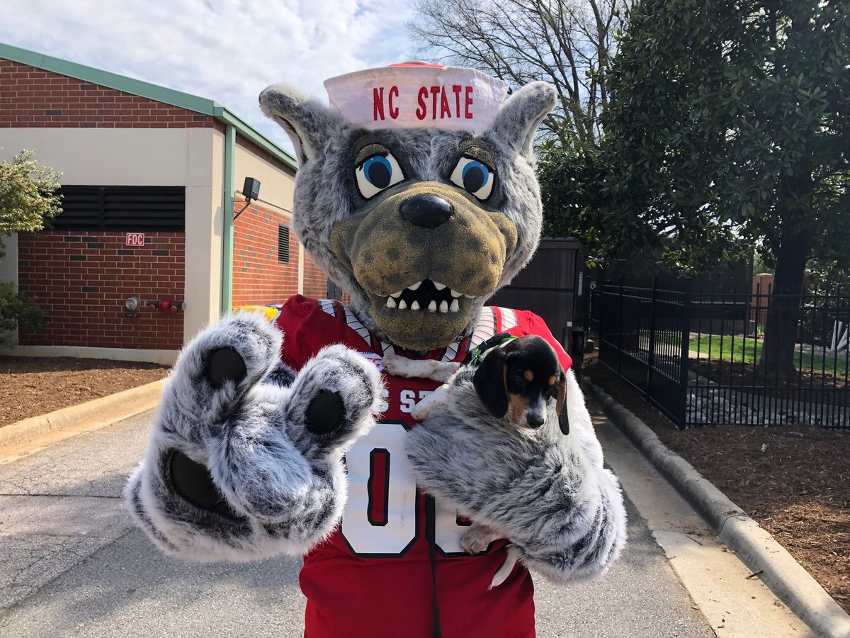 Meet the Beagles at The NC State College of Veterinary Medicine Open House