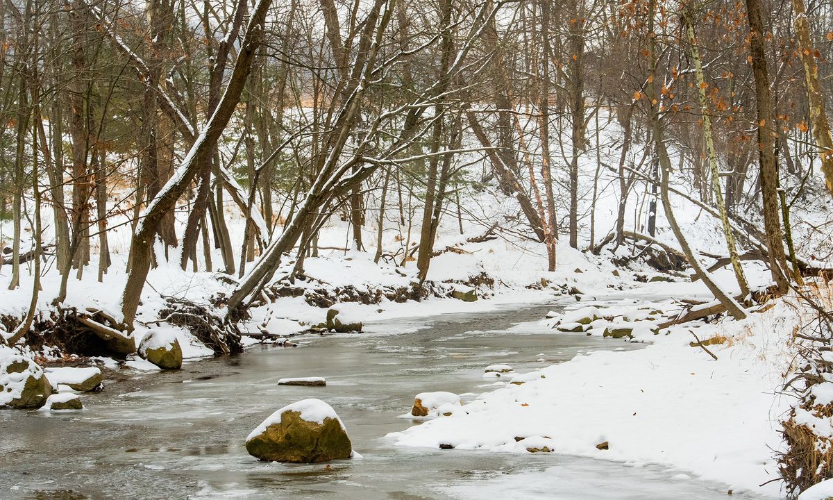 A Guide To: Winter Plant Identification