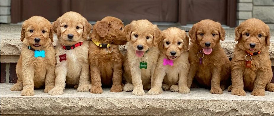 Puppy Yoga by Yoga Kawa Toronto Goldendoodles