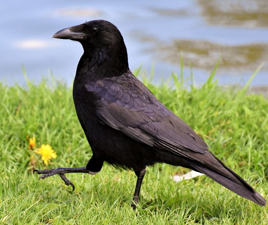 Tiny Trekkers: Crows