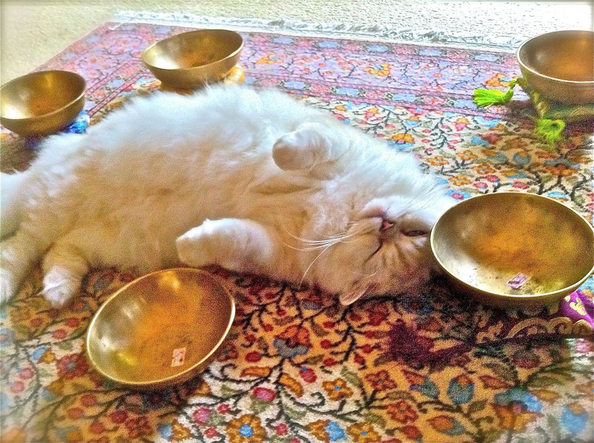 \u203c\ufe0fSOLDOUT\u203c\ufe0f Cats & Sound a Crystal Singing Bowl Experience Inside Cat Zen Lounge Adoption Cafe