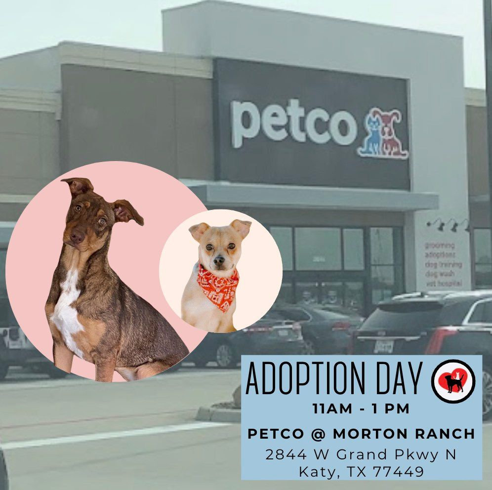 Adoption Day at Petco