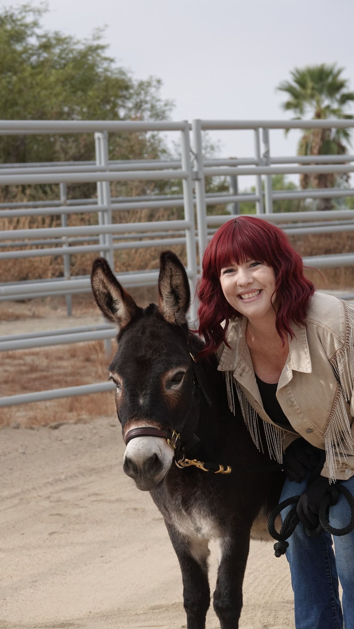 Itty Bitty Donkey and Open Horse Schooling Show