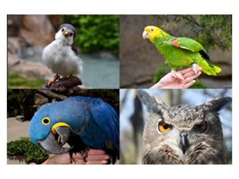 Animal Academy: Cincinnati Zoo Wings of Wonder