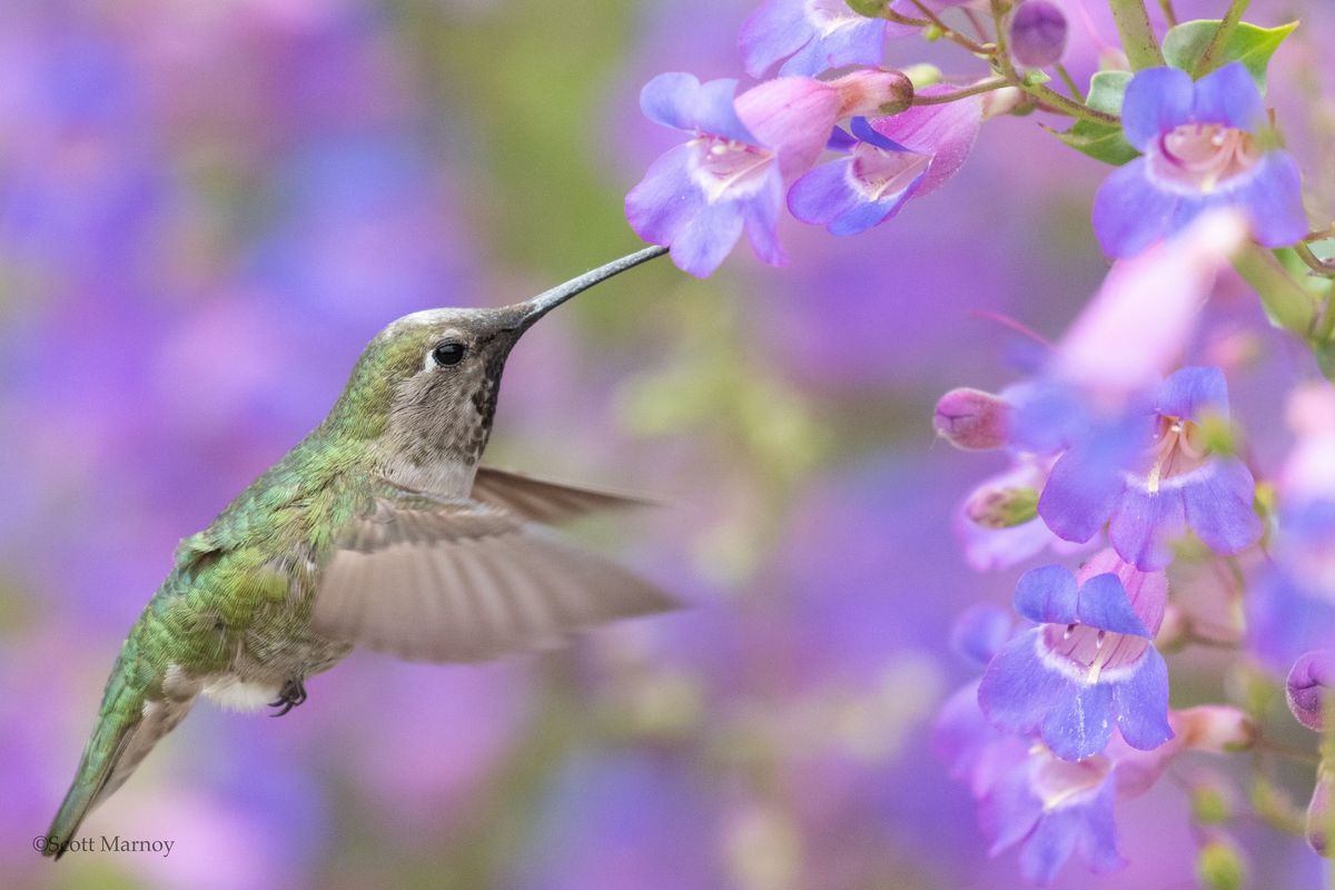  First Sunday of the Month Family Friendly Bird Walks at the California Botanic Garden