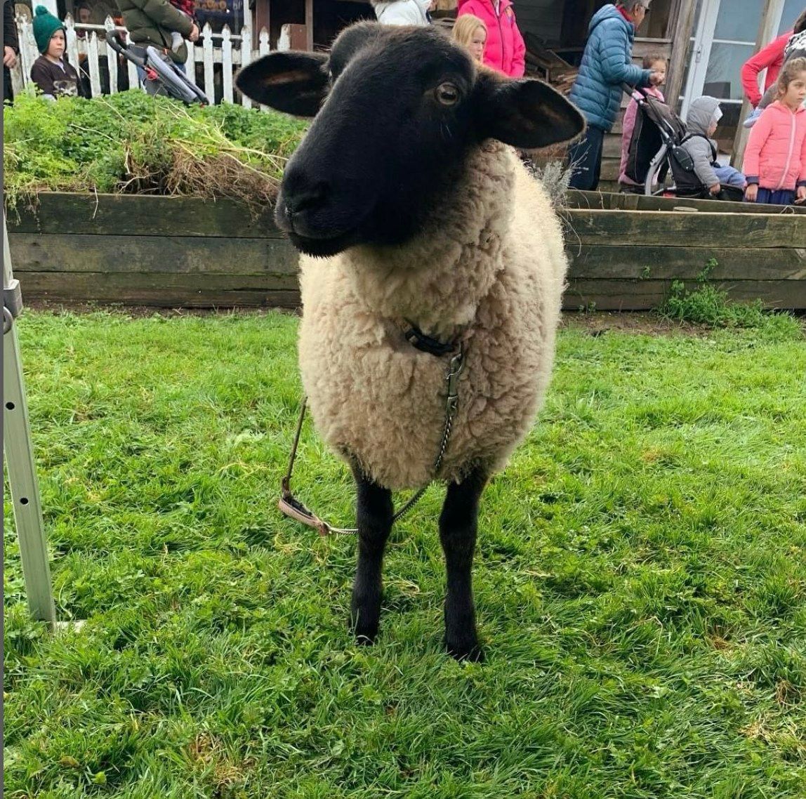 Farmyard Friends at Punnet