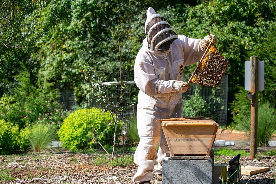 Athens Beginners Beekeeping Seminar