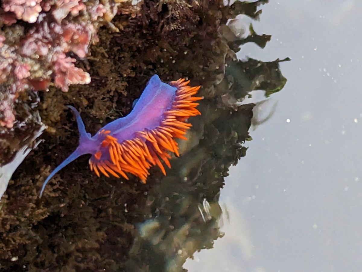 Tidepool Exploration Eco Tour