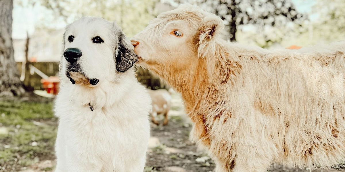 Candle Making with Goats