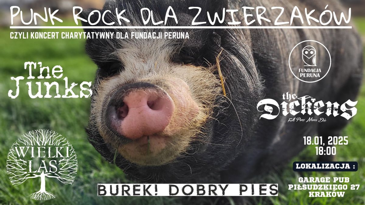 Punk rock dla zwierzak\u00f3w czyli charytatywny koncert dla fundacji Peruna