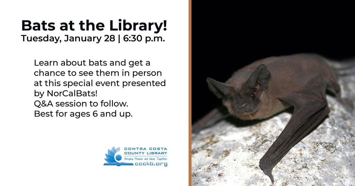 Bats at the Library!