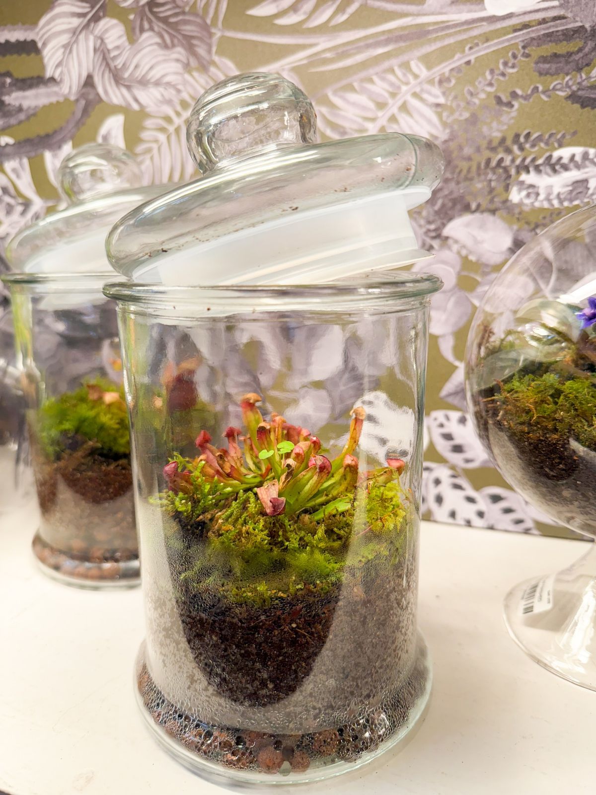 Carnivorous Covered Jar Terrarium Class