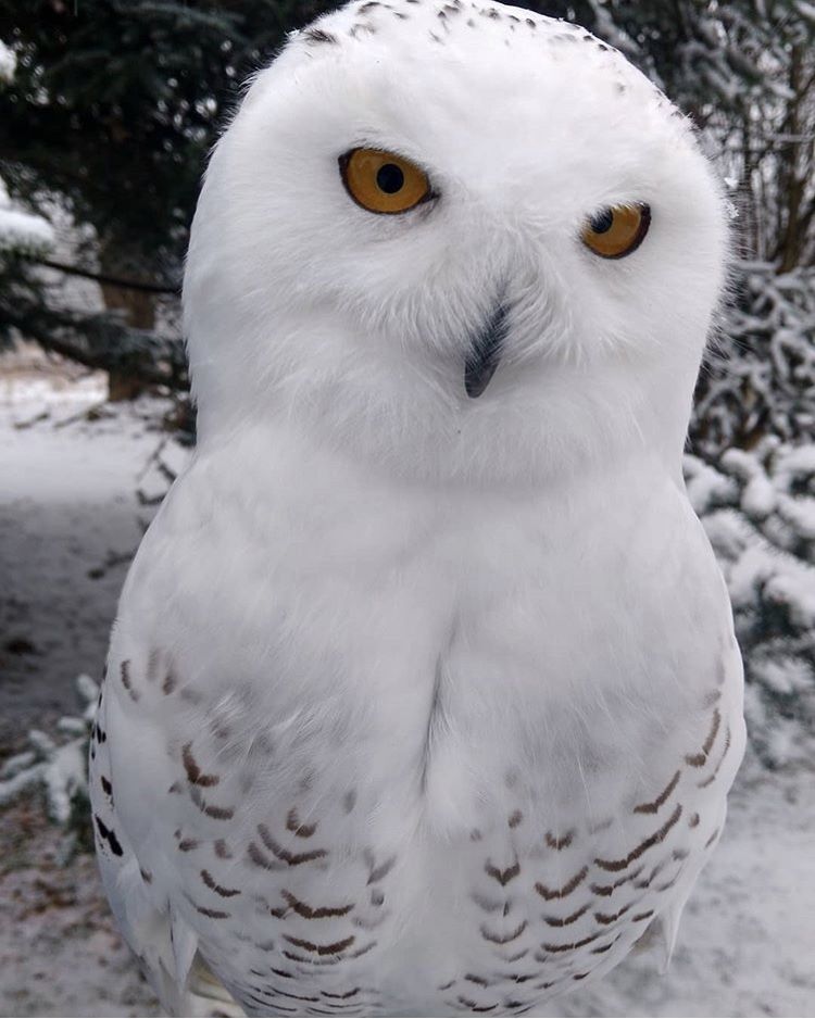 Wild Wings Birds of Prey Visit The Bird House