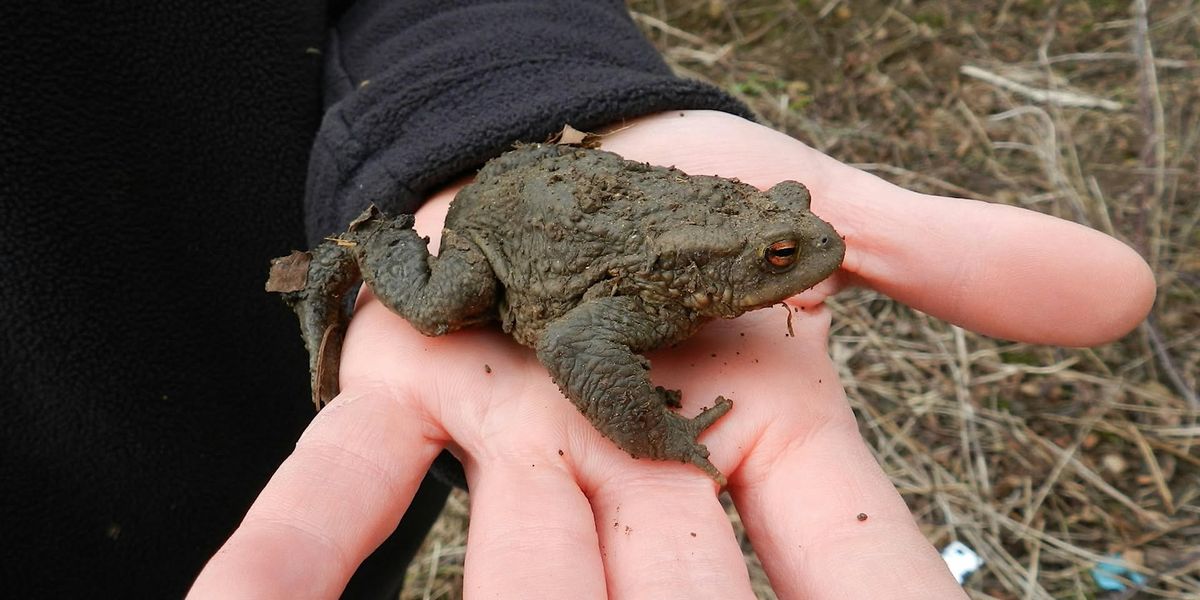 SAUVETAGE DES AMPHIBIENS A L'ETANG DE BELLEFONTAINE