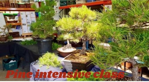 Pine Intensive Workshop