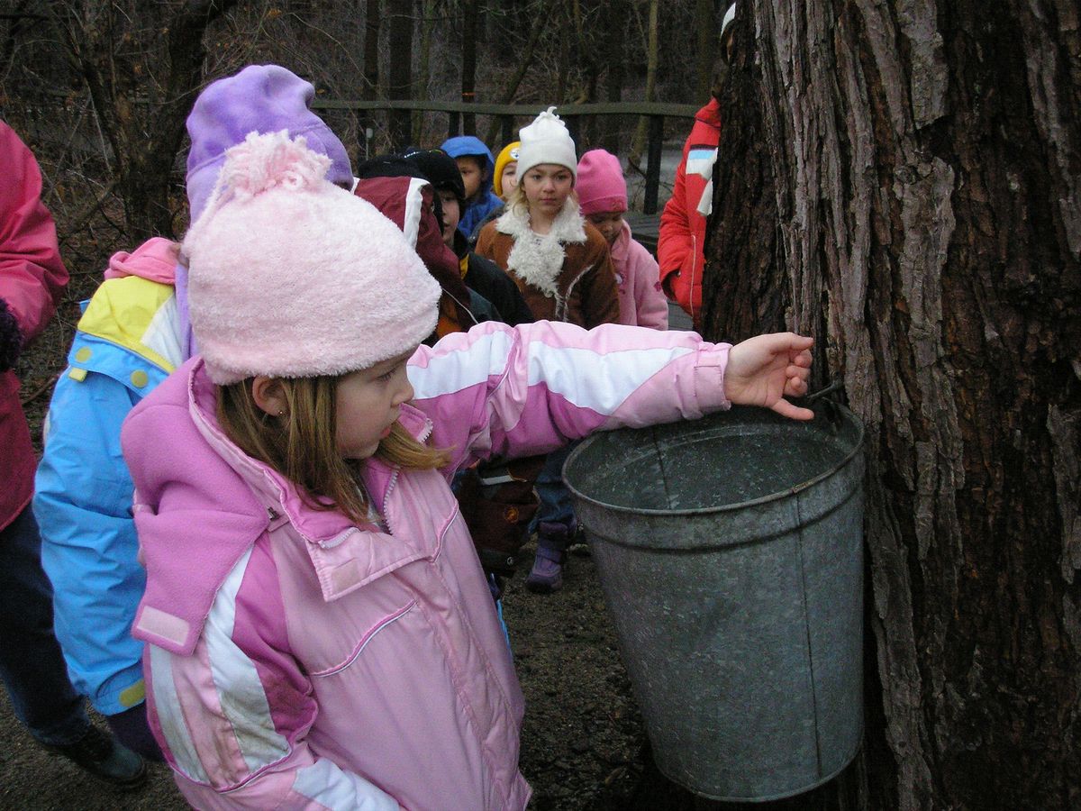 Maple Festival