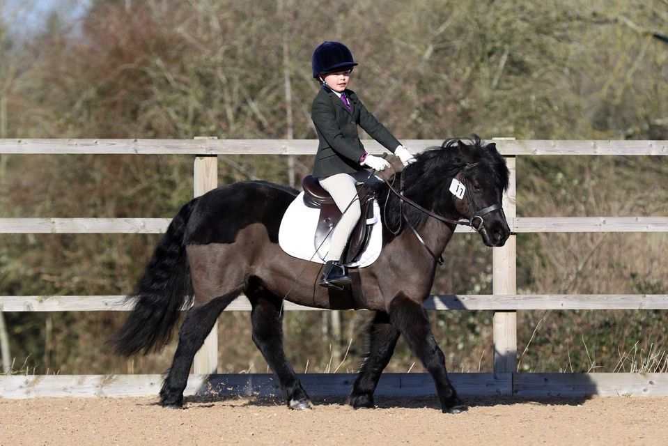 Unaffiliated Dressage Competition 