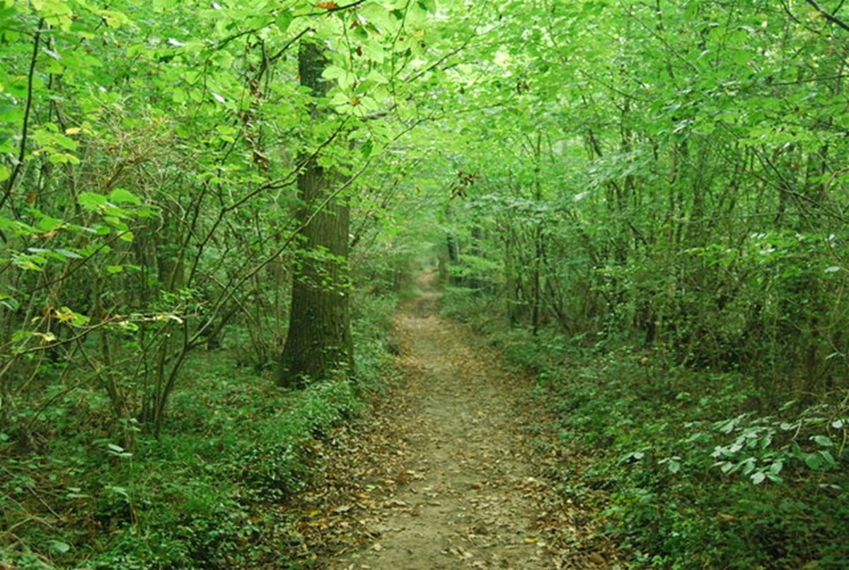 Guided Walk around Larkey Valley Wood, Chartham