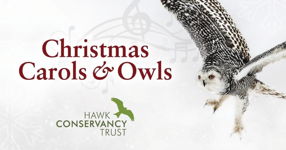 Christmas Carols & Owls