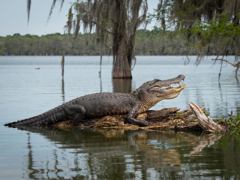 TCT 3rd Annual Rally With The Gators 