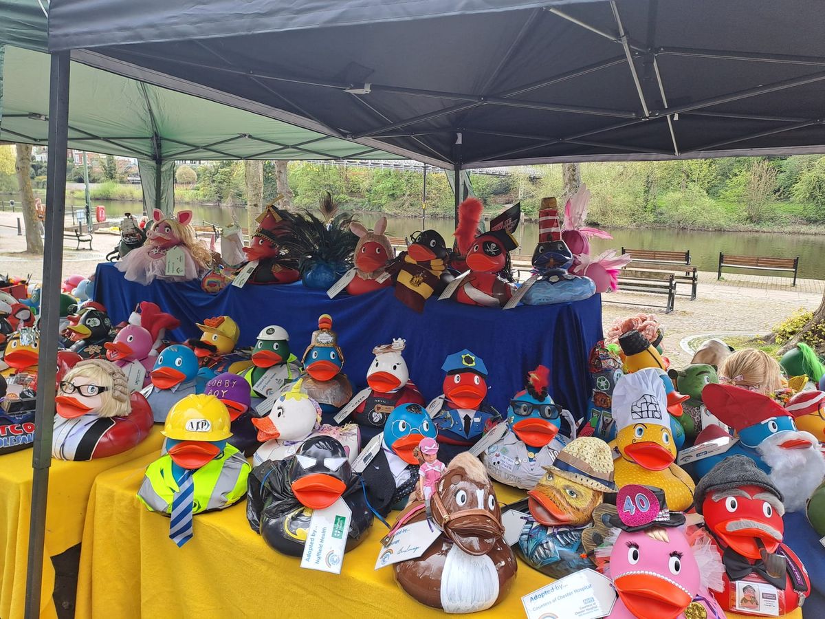 Chester Duck Race