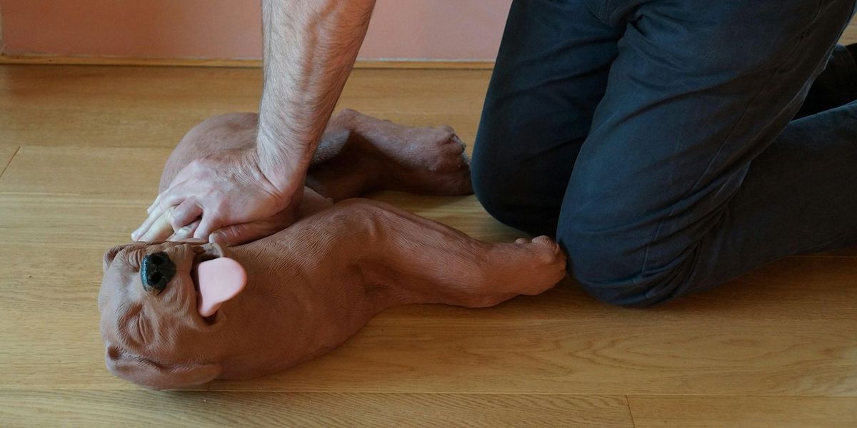 Pet First Aid  For Pet Professionals Course Accredited Level 3