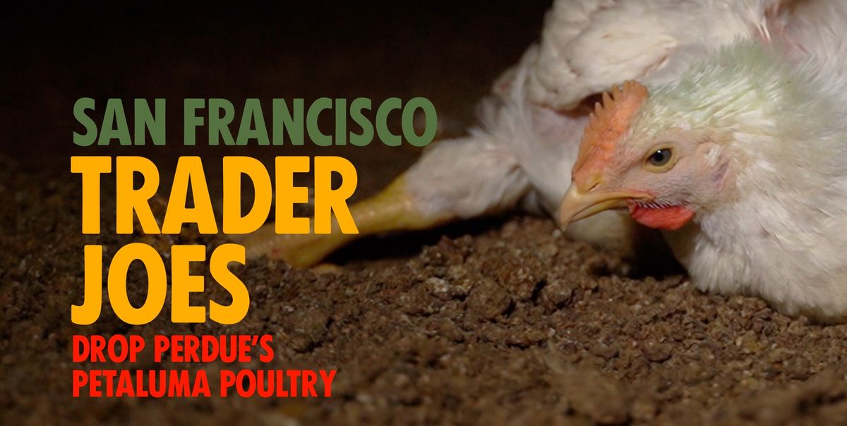 San Francisco: Trader Joe's, Drop Perdue's Petaluma Poultry