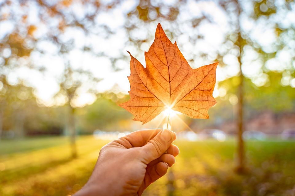 Learn from the Experts: Fall Tree Identification