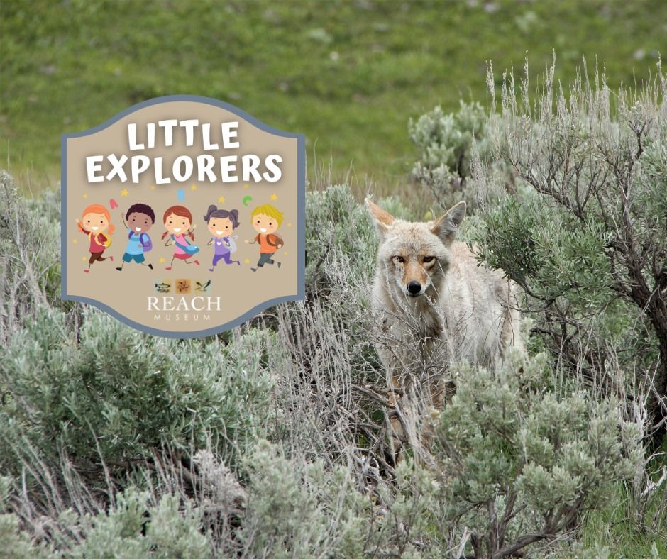 Little Explorers: Clever Coyote