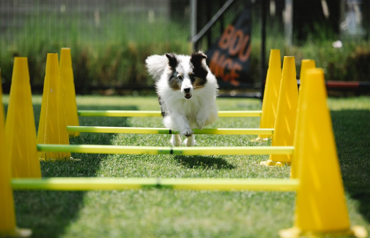 Dog Agility for Beginners - St Ives