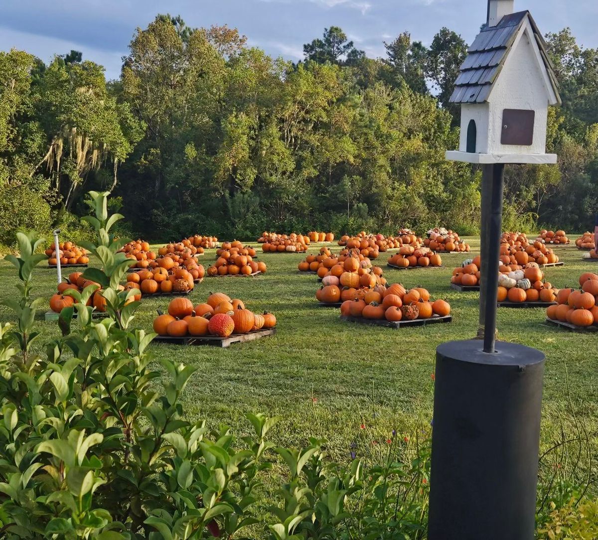 The 25th Annual Great Pumpkin Patch