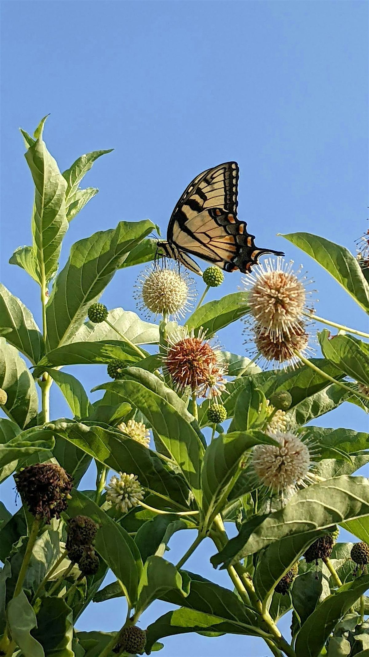 Circle of the Springs Garden Tour: Native Plants & Pollinators