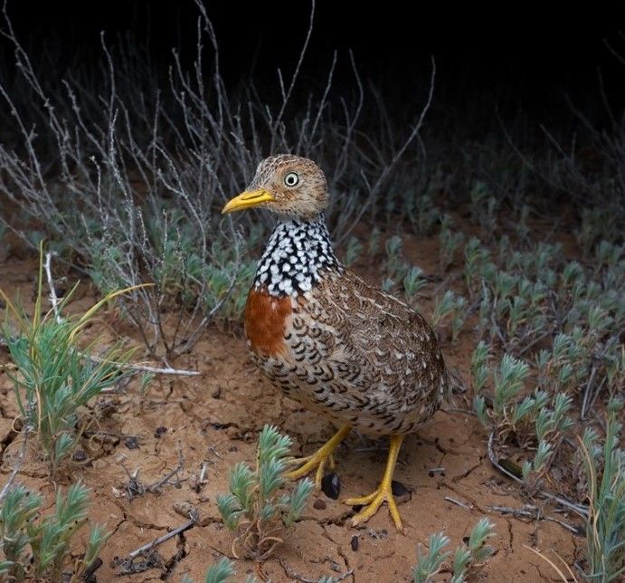 Learn about: 1) Threat of Invasive Ants and 2) Plains-wanderers in Qld