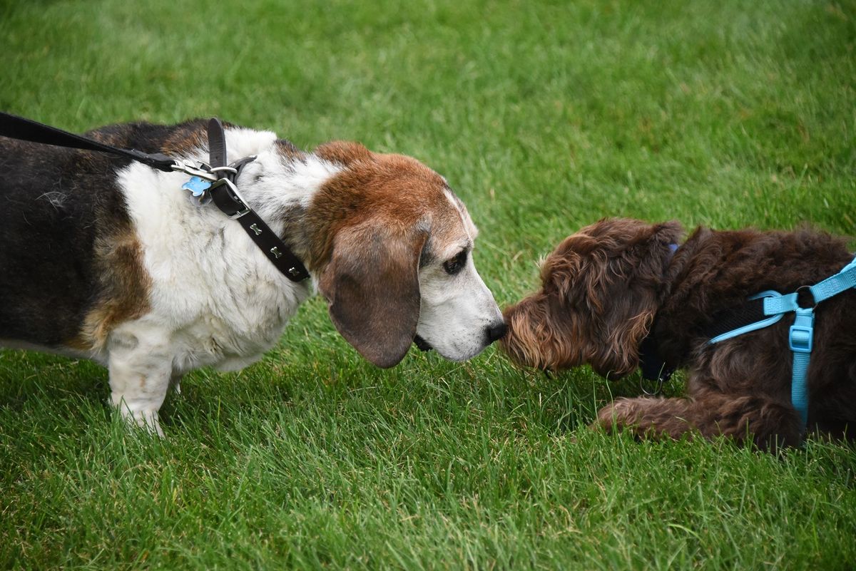 Yappy Hour at Alimagnet Park